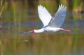 The African Spoonbill (Platalea alba) Royalty Free Stock Photo