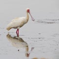 African spoonbill (platalea alba) Royalty Free Stock Photo