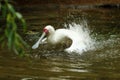 The African spoonbill Platalea alba bathes and flutters its wings in shallow water. White water bird in a veil of water drops Royalty Free Stock Photo