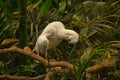 The African spoonbill Platalea alba on branch Royalty Free Stock Photo