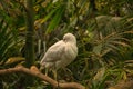 The African spoonbill Platalea alba on branch Royalty Free Stock Photo