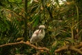 The African spoonbill Platalea alba on branch Royalty Free Stock Photo