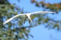 African Spoonbill, Platalea alba, in flight Royalty Free Stock Photo