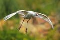 African Spoonbill, Platalea alba, in flight Royalty Free Stock Photo