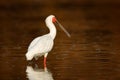 African spoonbill, Platalea alba, ibis from Okavango delta, Moremi, Botswana in Africa. Bird searching food in the river water.