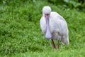 African spoonbill, platalea alba in a meadow Royalty Free Stock Photo