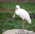 African Spoonbill (Platalea alba) Royalty Free Stock Photo