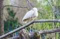 African spoonbill