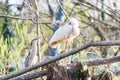 African spoonbill