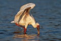 African Spoonbill - Platalea alba long-legged wading bird of the ibis and spoonbill family Threskiornithidae. White bird in the Royalty Free Stock Photo