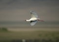 African spoonbill, Platalea alba Royalty Free Stock Photo