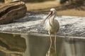 African spoonbill in a pond