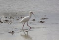 African Spoonbill, Selous Game Reserve, Tanzania