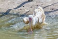 African spoonbill standing on one leg in the water Royalty Free Stock Photo