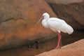 African spoonbill