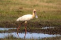 African Spoonbill, Platalea alba wetlands South Africa