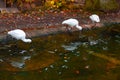 African spoonbill wildlife area Royalty Free Stock Photo