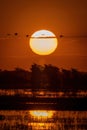 African spoonbills fly across sunset over river Royalty Free Stock Photo