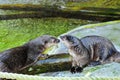 African Spot Necked Otter