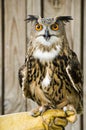 African Spotted Eagle Owl.