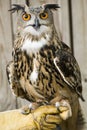 African Spotted Eagle Owl. Royalty Free Stock Photo