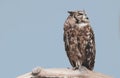 African spotted eagle-owl, Bubo africanus Royalty Free Stock Photo
