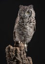 African Spotted Eagle Owl Bubo africanus Royalty Free Stock Photo