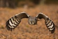 female African spotted eagle-owl Bubo africanus detailed view of a bird in flight Royalty Free Stock Photo