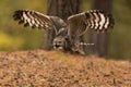 female African spotted eagle-owl Bubo africanus flies through the forest for prey Royalty Free Stock Photo
