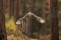 Female African spotted eagle-owl Bubo africanus flies out of the forest Royalty Free Stock Photo