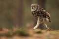 Male African spotted eagle-owl Bubo africanus has a very funny run Royalty Free Stock Photo
