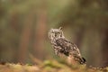 Male African spotted eagle-owl Bubo africanus nice portrait in a forest setting Royalty Free Stock Photo