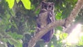 African spotted eagle-owl resting on a tree
