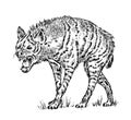 African spotted hyena. Wild animal. Engraved hand drawn old monochrome Vintage sketch.