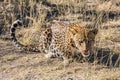 African spotted leopard licking after feeding