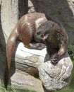 An African Spotted-Necked Otter Appears to be Praying