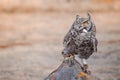 African spotted owl africanus bubo perched on a rock at a birds of prey show, South Africa