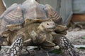 African Spur Tortoise (Geochelone sulcata)