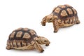 African spurred sulcata Tortoise, Geochelone sulcata, on white