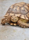 African spurred tortoise Royalty Free Stock Photo