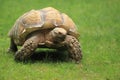 African spurred tortoise