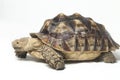 African Spurred Tortoise also know as African Spur Thigh Tortoise - Geochelone sulcata