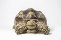 African Spurred Tortoise also know as African Spur Thigh Tortoise - Geochelone sulcata