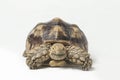 African Spurred Tortoise also know as African Spur Thigh Tortoise - Geochelone sulcata