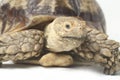 African Spurred Tortoise also know as African Spur Thigh Tortoise - Geochelone sulcata