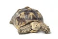 African Spurred Tortoise also know as African Spur Thigh Tortoise - Geochelone sulcata