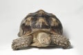 African Spurred Tortoise also know as African Spur Thigh Tortoise - Geochelone sulcata