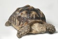 African Spurred Tortoise also know as African Spur Thigh Tortoise - Geochelone sulcata