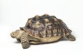 African Spurred Tortoise also know as African Spur Thigh Tortoise - Geochelone sulcata