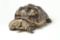 African Spurred Tortoise also know as African Spur Thigh Tortoise - Geochelone sulcata